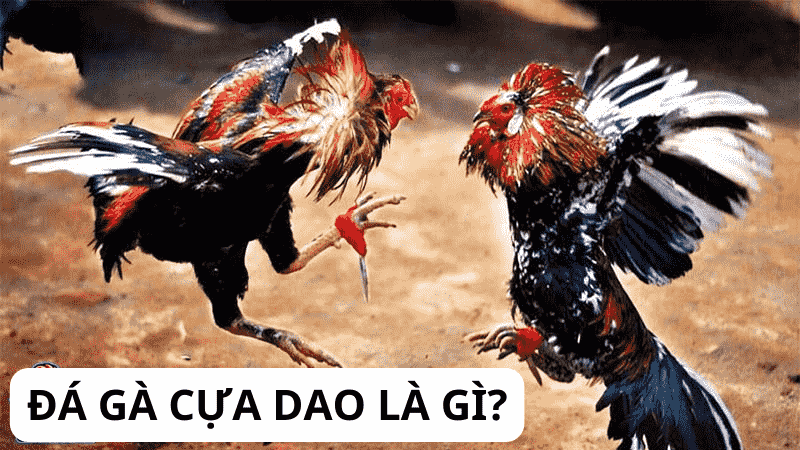 Trực tiếp đá gà Campuchia - Trải nghiệm không thể bỏ lỡ